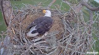 Southwest Florida Eagle Cam 09112024 1243 🥚 [upl. by Eneryt]