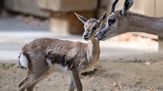 Hello Baby An Adorable Gazelle Calf Nurses And Nuzzles Mom [upl. by Kammerer]