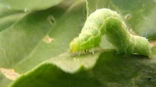 Oruga  Caterpillar Autographa gamma [upl. by Ahtebbat52]