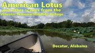 American Lotus on the Wheeler National Wildlife Refuge [upl. by Herta]