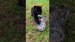 Jaguar Attacks Croc FUNNY [upl. by Modesty]