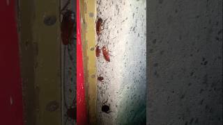 Cockroach😱cockroach shorts ytubeshorts viralshort reels cockroach [upl. by Ewer]