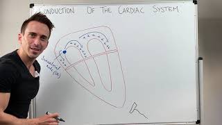 Heart Conduction amp ECG EKG Interpretation [upl. by Drais885]