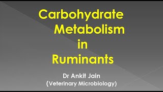 Carbohydrate Metabolism in Ruminants [upl. by Aalst62]