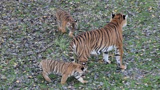 Tigreaux de malaisie  Malayan tiger cubs  Parc Des Felins 2019 [upl. by Lytsirhc]