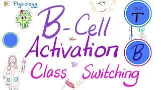 BCell Activation and Class Switching  Immunology  Physiology Series [upl. by Auhesoj]