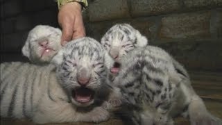 Cute Four rare white Bengal tiger cubs born at Yalta Zoo [upl. by Ahseihs850]