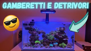 ACQUARIO MARINO  INSERIMENTO DETRIVORI E GAMBERETTI [upl. by Barmen]