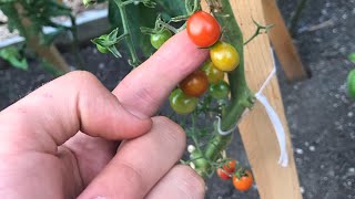 How to Ripen Green Tomatoes  At Home With P Allen Smith [upl. by Hselin]