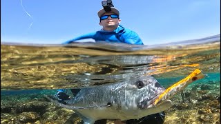 Crazy GT Strike in Clear Water 🔥🎣 [upl. by Aljan]