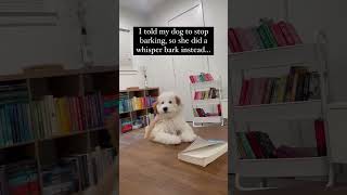 I told my dog to stop barking so she did a whisper bark instead adorable bichonfrise aww bark [upl. by Jaddo804]