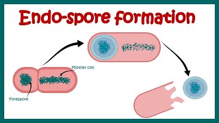 Endospore formation in bacteria  Structure of endospore  endospore forming pathogenic bacteria [upl. by Elegna]