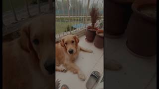 Vodka and his bee 🐝 goldenretrievers beagles rottweiler furrybrothers funnydogvideos [upl. by Zachariah]