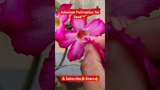 Adenium Pollination for seed shorts viralvideo gardening pollination plantcare adenium [upl. by Laufer157]