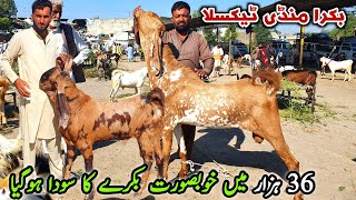 Friday Taxila Bakra Mandi Latest Update October 2024  Breeder Bakray [upl. by Rafaj]