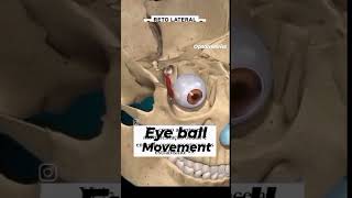 Muscles movement of the eyeball [upl. by Ynaffad]