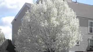 Flowering Callery Pear tree swaying in the wind [upl. by Merkley]