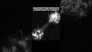 Neurons in two different compartments extend their neurites amp establish a connection neuroscience [upl. by Rimisac94]