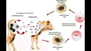 how to treat anaplasmosis [upl. by Eedya]