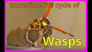 Mud Dauber wasp They can be your friend [upl. by Elmajian722]