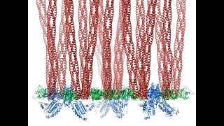 Molecular Dynamics Simulations of Bacterial Chemosensory Array [upl. by Nitsirhc]