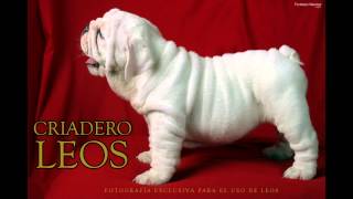 Venta de Cachorros Bulldog Ingles [upl. by Kapor]