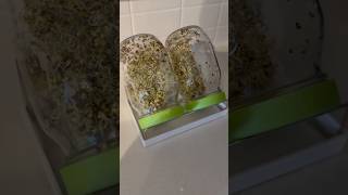 How to make broccoli sprouts [upl. by Eneleh261]