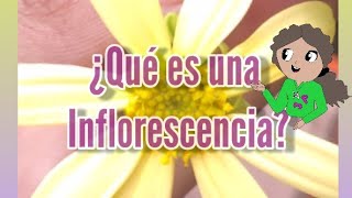 ¿Qué es una inflorescencia🤔🧐 [upl. by Ahtibat]