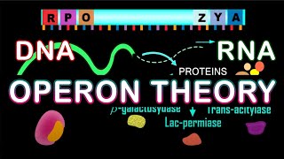 Lac Operon  Gene regulation  Operon Theory  Biology [upl. by Bartel993]