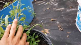 How to Grow Goji Berries Berry fruits in Florida and Hot summer Weather [upl. by Musihc722]