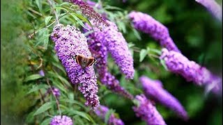 Buddleia hardwood cuttings [upl. by Schacker]