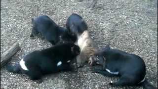 Tasmanian Devils eating tasty Wombat [upl. by Moskow]