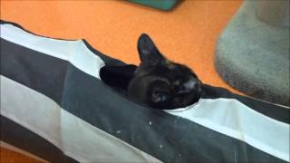 RSPCA Cats [upl. by Dawn]