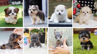 Teacup Dogs  15 Cute Miniature Dog Breeds  Teacup Puppies [upl. by Reeves42]