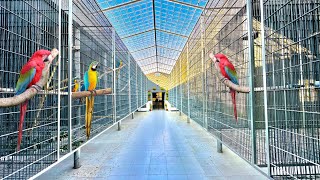 Visit Adeel CH Aviary  Macaw Breeding Farm  Raw Ringneck Conure Lory Breeding Setup [upl. by Cudlip]