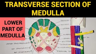 Transverse Section of Medulla  1  TS of Lower Part of Medulla at Pyramidal Decussation [upl. by Emelda44]