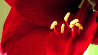 Amaryllis  Original from Melodic Pieces For Piano [upl. by Mcnutt]