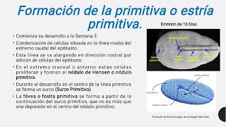 Embriología Humana [upl. by Adena]