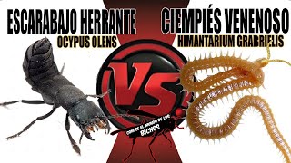 CIEMPIÉS VENENOSO VS ESCARABAJO ERRANTE  COMENTADO [upl. by Sivia]