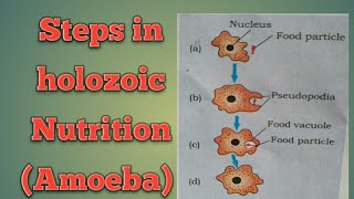 Steps in holozoic Nutrition Chapter 6 NCERT  Video 4 [upl. by Eaver491]