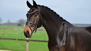 Rafiki MR 2019 Imported Danish Warmblood by Romeo Dancier FEI prospect [upl. by Snilloc]