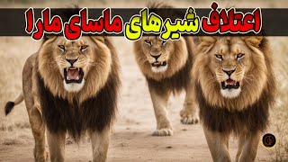 اعتلاف ، راز بقای شیرنر اعتلاف شیرهای نر درحیات وحش آفریقا [upl. by Dombrowski]