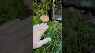 Guarda che bel gambo nascosto nel muschio porcini funghi boletus mushroom nature forest [upl. by Manton]