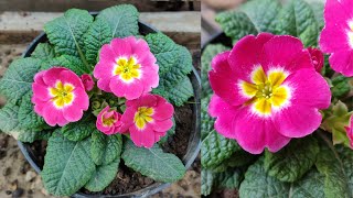 Primrose Plant की देखभाल  How To Grow amp Care Primrose Plant  Primula  Primrose Flower [upl. by Kwarteng]