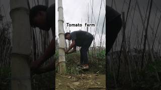 Tomato farming [upl. by Nonah]