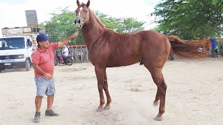 FEIRA DE CAVALOS EM ALTINHOPE 23032024 nordeste [upl. by Vories]