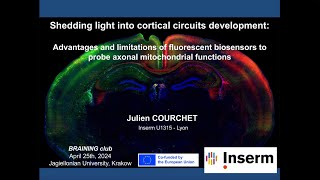 Use of biosensors to study axonal metabolism [upl. by Ludie]