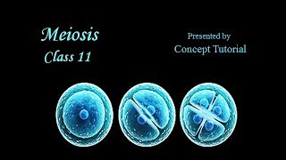 Meiosis  Cell Cycle amp Cell Division Part 3  Biology Class 11NEET [upl. by Temme]