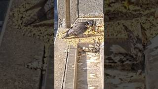 Male Falcon brings prey for two newly born babies 🐣 🐣 falcon falcons breakfast shorts nature [upl. by Yajeet]