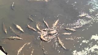 Biggest saltwater crocodile feeding on Costa Rica [upl. by Janean]